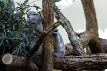 Koala beim fressen