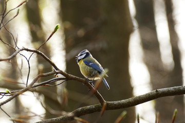 singende Blaumeise im Wald