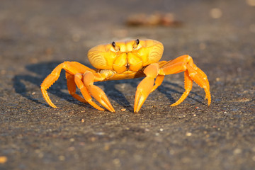 Fototapeta na wymiar Migrating crab Cuba Gecarcinus ruricola