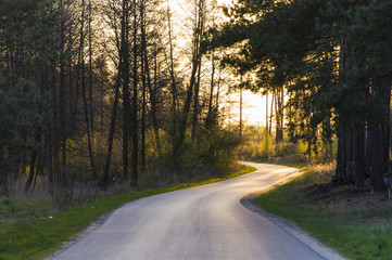 Sunset at the forest road