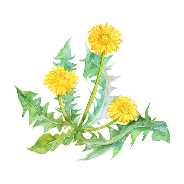 Painting yellow dandelion. Hand drawn blossom field flower on white background. Watercolor spring herb illustration