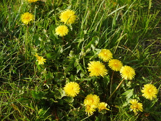 Obraz premium Yellow weed flowers on lawn