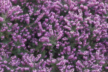 Heather flowers