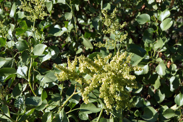 Kanaran-Ampfer (Rumex lunaria)
