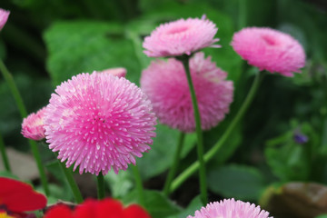 Fleurs de Printemps