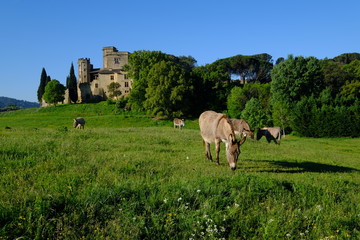 Château de Lourmarin et les ânes.