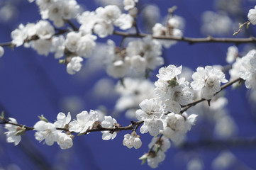 blossom branch sakura