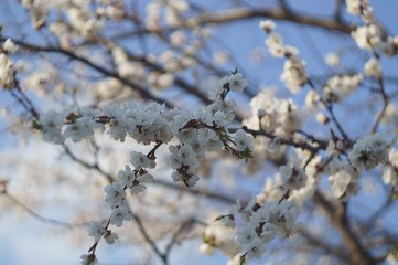 blossom branch sakura