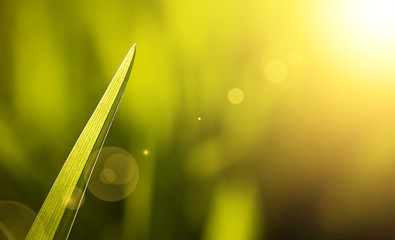 A blade of green grass in summer