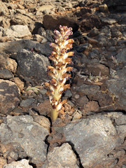 Sommerwurz (Orobanche spez) auf der Lomo de Tabaibales
