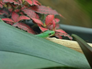 Raue Grasnatter (Opheodrys aestivus) 