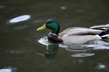 Gänse und Enten auf einem See