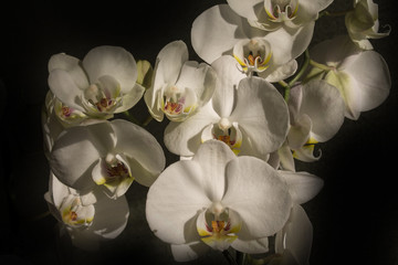 white orchids on a black background - obrazy, fototapety, plakaty