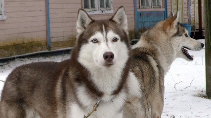 Sled Husky lives of the in the North. Siberian Huskies sled dog waiting for the run. Sledding dogs on competition racing. 