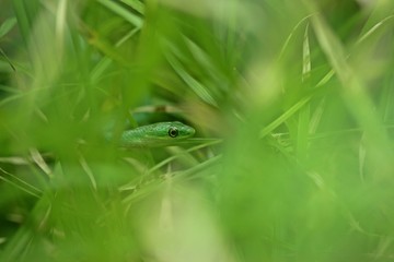 Raue Grasnatter (Opheodrys aestivus) im Zyperngras