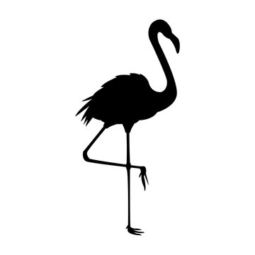 flamingo bird icon image vector illustration design 