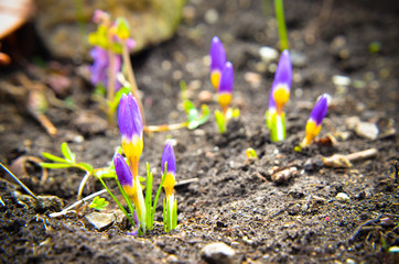 yellow, blue and purple crocuses growing in the garden.