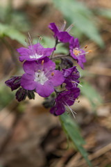 Purple Phacelia Closeup