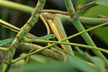 Raue Grasnatter (Opheodrys aestivus)
