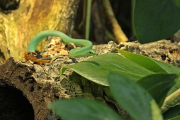 Raue Grasnatter (Opheodrys aestivus) mit Futtertier (Wanderheuschrecke)
