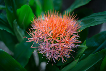 Closeup of may flower haemanthus