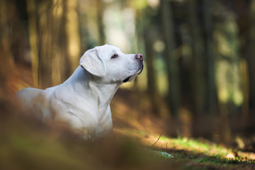Obraz na płótnie Canvas schöner labrador retriever hund welpe im wald von der seite