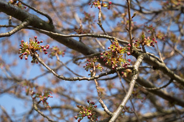 Young spring Apricot flower blossom, Prunus armeniaca tree branches