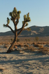 Joshua desert sky