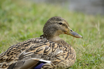 Gänse und Enten auf einem See