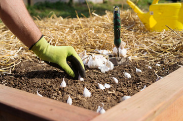 Close up of gloved gardener's hand planting garlic bulbs in wooden gaden raised bed covered in straw mulch.