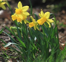 spring flowers