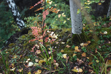 Fototapete bei efototapeten.de bestellen   