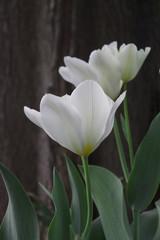 White on the background of wood