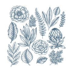Hand drawn plant and flower collection. Vintage engraved flower set.