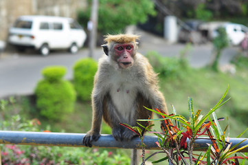 Portrait of a monkey in the wild nature of Asia. The monkey sitting on a balustrade and looking away