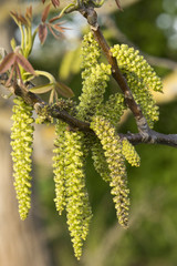 Male bloom of a hazelnut bush