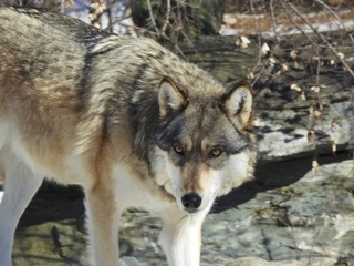 Naklejka na ściany i meble Grey Wolf/Gray Wolf