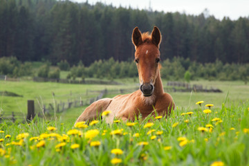 Foal lying on a meadow.