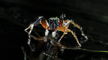 Beautiful Spider on glass, Jumping Spider in Thailand, Siler semiglaucus