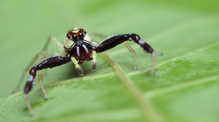 Beautiful Spider on green leaf, Jumping Spider in Thailand, Epocilla calcarata