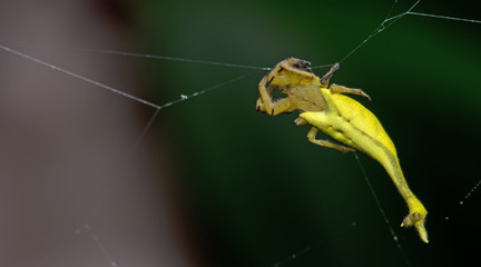 Beautiful Scorpion-tailed Spider on cobweb, Jumping Spider in Thailand, Arachnura melanura
