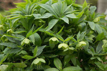 Blooming green stinking hellebore flower macro closeup blossoms garden plant. Helleborus foetidus