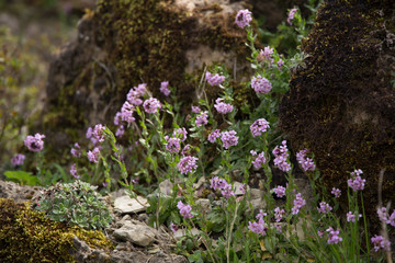 Arabis verna rockcress pink spring violet flowers blossoms Brassicaceae Cruciferae