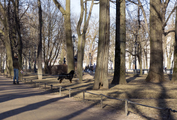 a girl, a woman walking a big black dog in the Park, walking paths, trees, Sunny day, spring