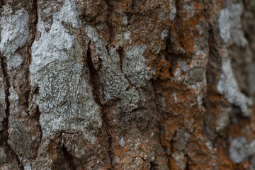Tree bark texture