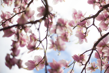 Pink Magnolia Flowers in Spring
