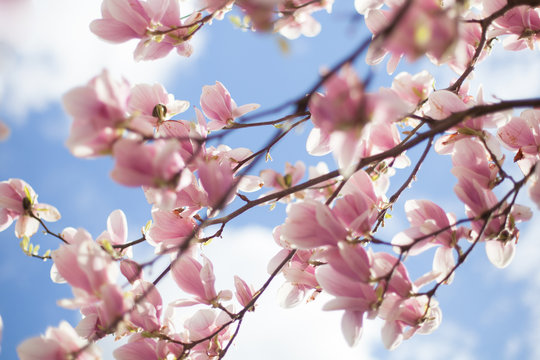 Kwitnące kwiaty Magnolii - wiosna 