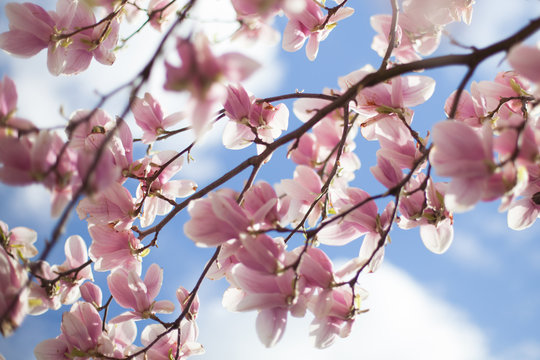 Magnolie - wiosna, kwiaty 