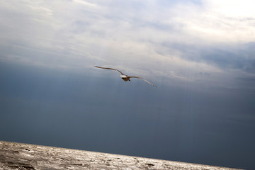 Seagull on the fly at open sea