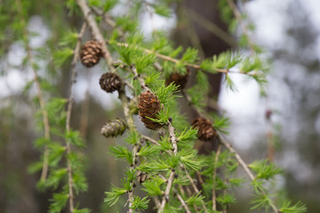 Conifer cones Pinus mugo, creeping pine, warf mountain pine, mugo pine, mountain pine, scrub mountain pine or Swiss mountain pine